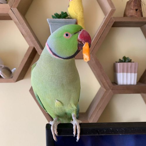 Rose-ringed parakeet Parrots For online sale