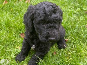 <strong>Reasons to Consider Adopting Pets Online!</strong>