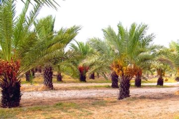 <strong>Date Palm Farming Information in India with Guidance </strong>