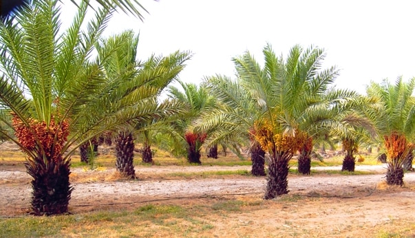 <strong>Date Palm Farming Information in India with Guidance </strong>