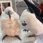 Salmon-crested cockatoo For online sale