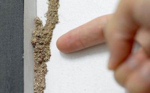 <strong>Eco-Friendly Ways To Prevent Spiders With Termite Inspection Services</strong>