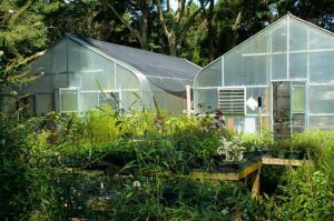 Top 5 Weed farm in Jamaica