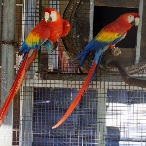 Scarlet Macaw For online sale
