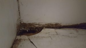 <strong>Reasons to Hire a Professional for Pest Control Services</strong>