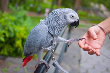 Can GREY parrots talk?