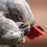 Can GREY Parrots Talk?