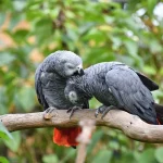 African Gray Parrot: