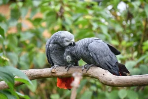 Are African grey parrots expensive?