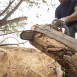 What Are The Essential Benefits Of Tree Pruning Service?