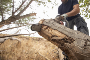 What Are The Essential Benefits Of Tree Pruning Service?