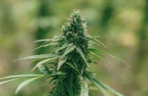 Cheap Weed Online Canada: A Complete Guide to Affordable Cannabis