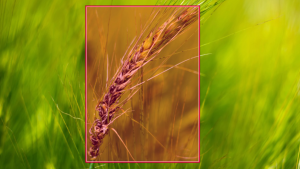 Edge-AI and Robotics in Specialty Crop Harvesting—Automating High-Dexterity Selective Picking